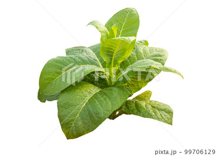 Top view of young green tobacco plant. Isolated on white Top view of young green tobacco plant. Isolated on white 99706129