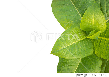 Top view of young green tobacco plant. Isolated on white 99706130