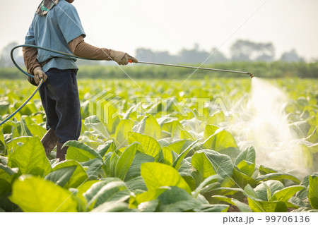 Farmer working in the field and spraying chemical or fertilizer to young tobacco tree in sunset time Farmer working in the field and spraying chemical or fertilizer to young tobacco tree in sunset time 99706136
