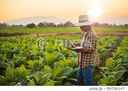 Farmer working in the field of tobacco tree and using laptop to find an infomation to take care or checking on tobacco plant after planting. Technology for agriculture Concept Farmer working in the field of tobacco tree and using laptop to find an infomation to take care or checking on tobacco plant after planting. Technology for agriculture Concept 99706147