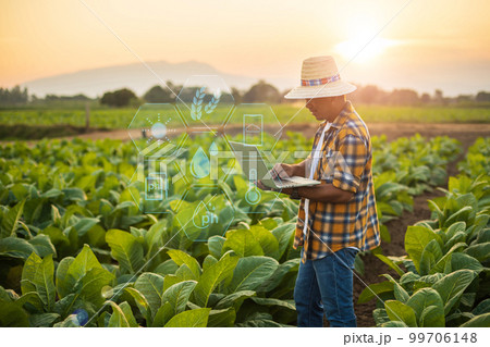 Farmer working in the field of tobacco tree and using laptop to find an infomation to take care or checking on tobacco plant after planting. Technology for agriculture Concept Farmer working in the field of tobacco tree and using laptop to find an infomation to take care or checking on tobacco plant after planting. Technology for agriculture Concept 99706148