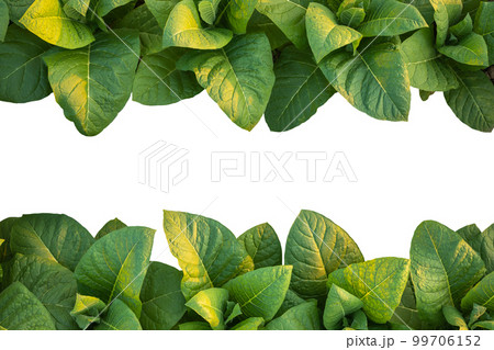 Top view of young green tobacco plant. Isolated on white 99706152