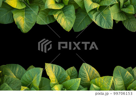 Top view row of young green tobacco plant. Isolated on black Save with clipping path 99706153