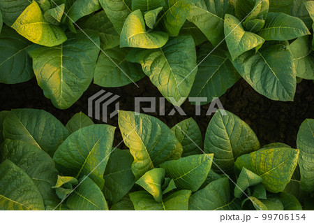 Young green tobacco plant in field at Sukhothai province northern of Thailand 99706154