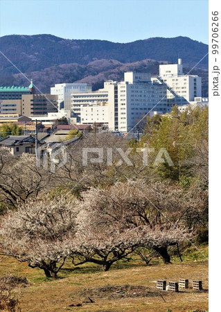 ゆずの里毛呂山町の春を彩る満開の梅と市街地の風景 ゆずの里毛呂山町の春を彩る満開の梅と市街地の風景 99706266