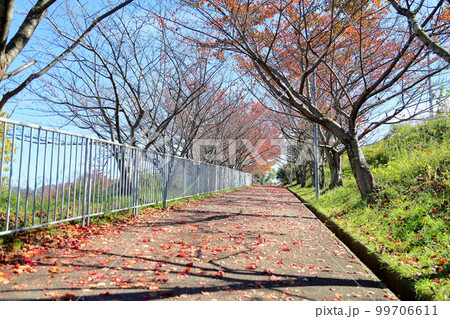 落葉の通学路　晩秋 99706611