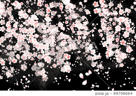 夜桜のイラスト素材 [99706664] - PIXTA
