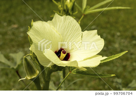 オクラの花風景 99706704