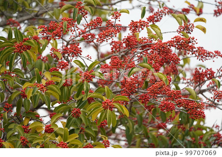 赤い木の実 99707069