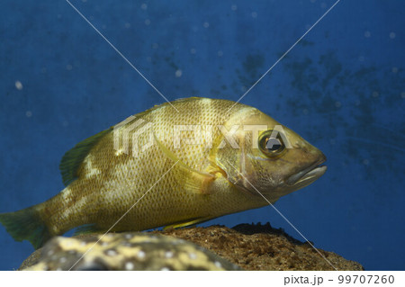 フエダイ　ヒメフエダイ　若魚　魚 99707260