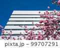 千葉市役所と河津桜 99707291