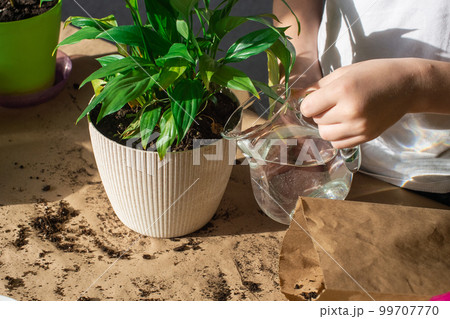 Water the spathiphyllum with water . Replant indoor plants. Maintaining the required soil level Water the spathiphyllum with water . Replant indoor plants. Maintaining the required soil level 99707770