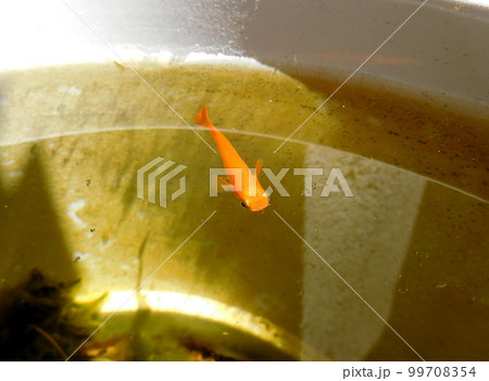 赤いメダカ 赤いメダカ 99708354