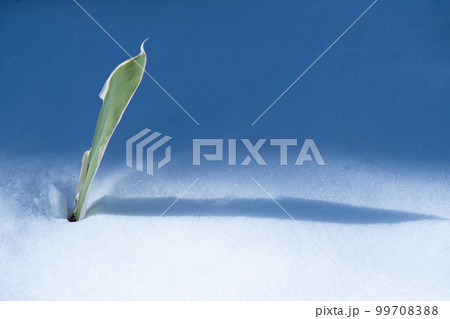 雪原にある一枚の笹の葉 雪原にある一枚の笹の葉 99708388