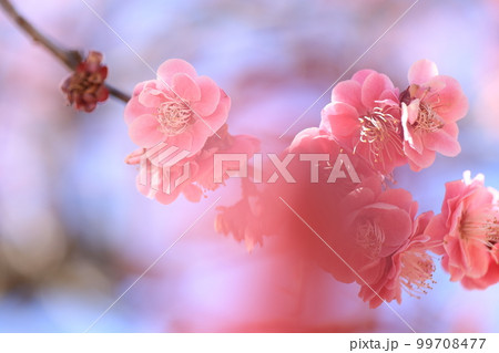 梅林に咲く梅の写真 梅林に咲く梅の写真 99708477