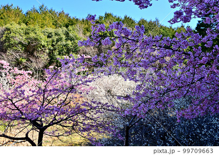 長楽寺 梅と河津桜 長楽寺 梅と河津桜 99709663