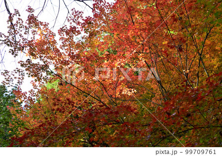 弘仁寺の紅葉風景 99709761