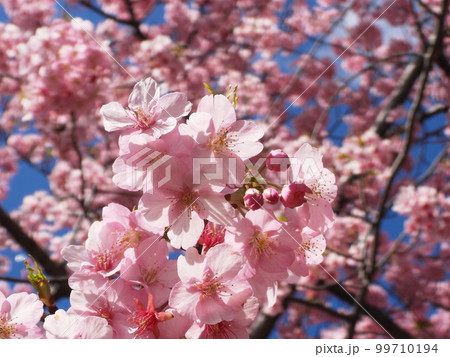 三浦-小松ヶ池の河津桜　日本固有種のオオシマザクラとカンヒザクラの自然交雑 99710194