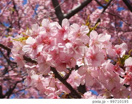 三浦-小松ヶ池の河津桜 日本固有種のオオシマザクラとカンヒザクラの自然交雑 三浦-小松ヶ池の河津桜 日本固有種のオオシマザクラとカンヒザクラの自然交雑 99710195