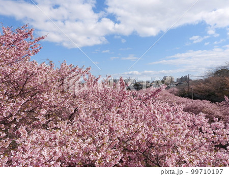 三浦-小松ヶ池の河津桜 日本固有種のオオシマザクラとカンヒザクラの自然交雑 三浦-小松ヶ池の河津桜 日本固有種のオオシマザクラとカンヒザクラの自然交雑 99710197