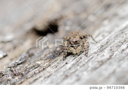 ヤマジハエトリ 99710366