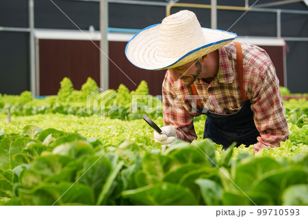 Businessperson or farmer checking hydroponic soilless vegetable in nursery farm. Business and organic hydroponic vegetable concept 99710593