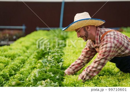 Businessperson or farmer checking hydroponic soilless vegetable in nursery farm. Business and organic hydroponic vegetable concept 99710601