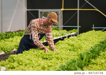 Businessperson or farmer checking hydroponic soilless vegetable in nursery farm. Business and organic hydroponic vegetable concept 99710736
