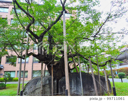 夏の石割桜・岩手県盛岡市　盛岡地方裁判所前 99711061