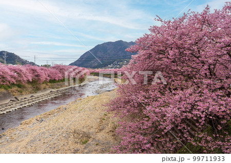 静岡県河津町　河津川の河津桜 99711933
