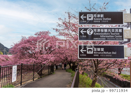 静岡県河津町　河津川の河津桜 99711934