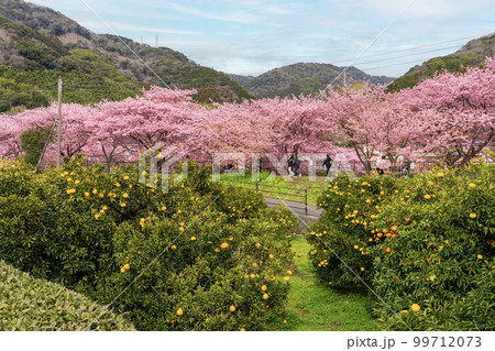 静岡県河津町のニューサマーオレンジ 99712073