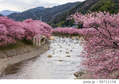 静岡県河津町　河津川の河津桜 99712158
