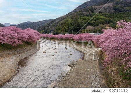 静岡県河津町　河津川の河津桜 99712159