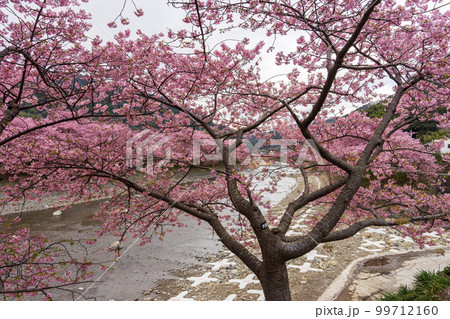 静岡県河津町　河津川の河津桜 99712160