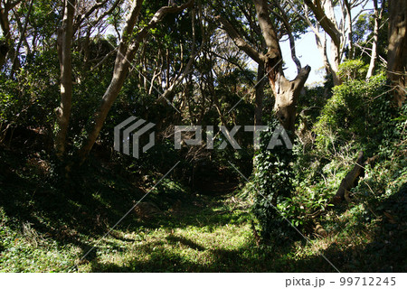 三浦市 新井城址(新井城跡)・空堀 三浦市 新井城址(新井城跡)・空堀 99712245