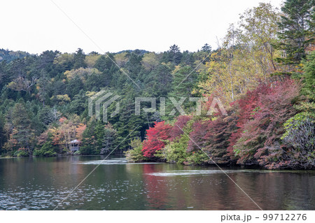 白駒池の紅葉 99712276