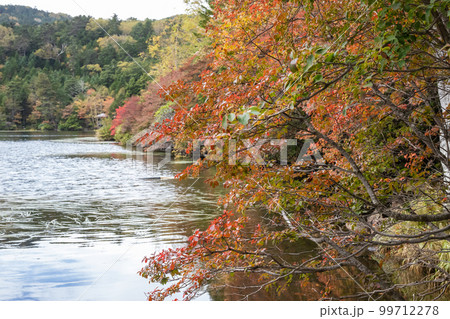白駒池の紅葉 白駒池の紅葉 99712278
