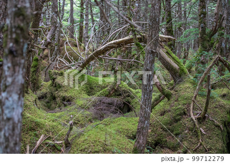 白駒池の苔と原生林 99712279