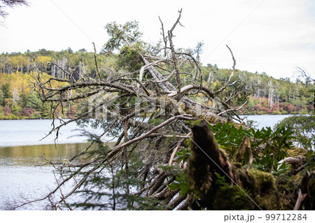白駒池の倒木 99712284
