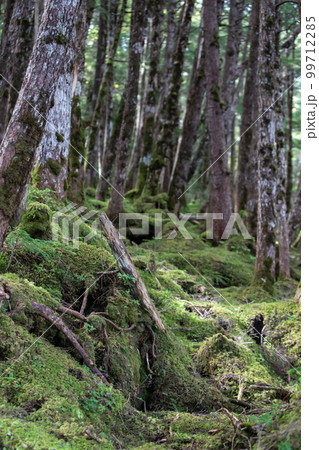 白駒池の苔と原生林 白駒池の苔と原生林 99712285