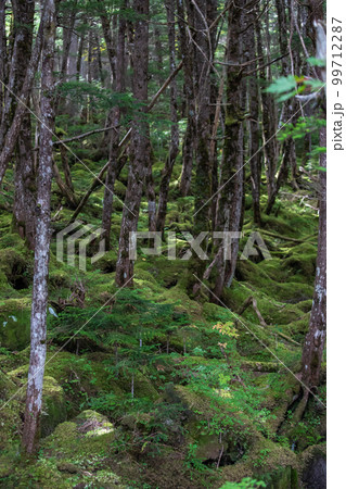 白駒池の苔と原生林 99712287