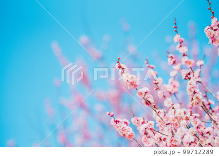 晴れの日の満開の梅の花 99712289