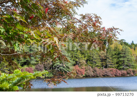 白駒池の紅葉 白駒池の紅葉 99713270