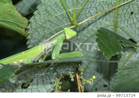 ハラビロカマキリ 99713714