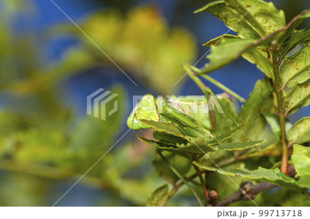 ハラビロカマキリ ハラビロカマキリ 99713718