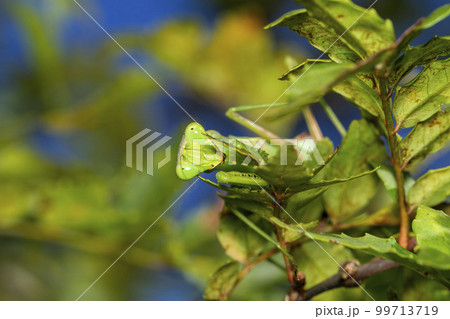 ハラビロカマキリ ハラビロカマキリ 99713719