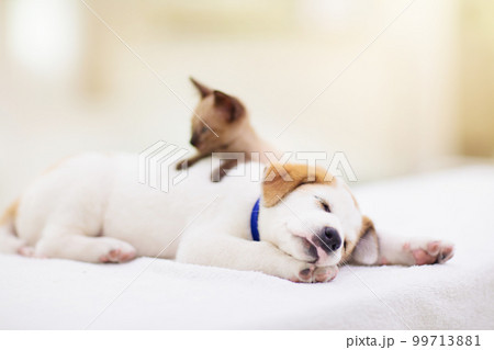 Cat and dog sleeping. Puppy and kitten sleep. Cat and dog sleeping. Puppy and kitten sleep. 99713881