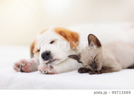 Cat and dog sleeping. Puppy and kitten sleep. Cat and dog sleeping. Puppy and kitten sleep. 99713889