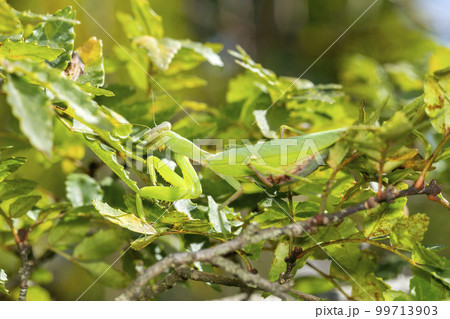 ハラビロカマキリ 99713903